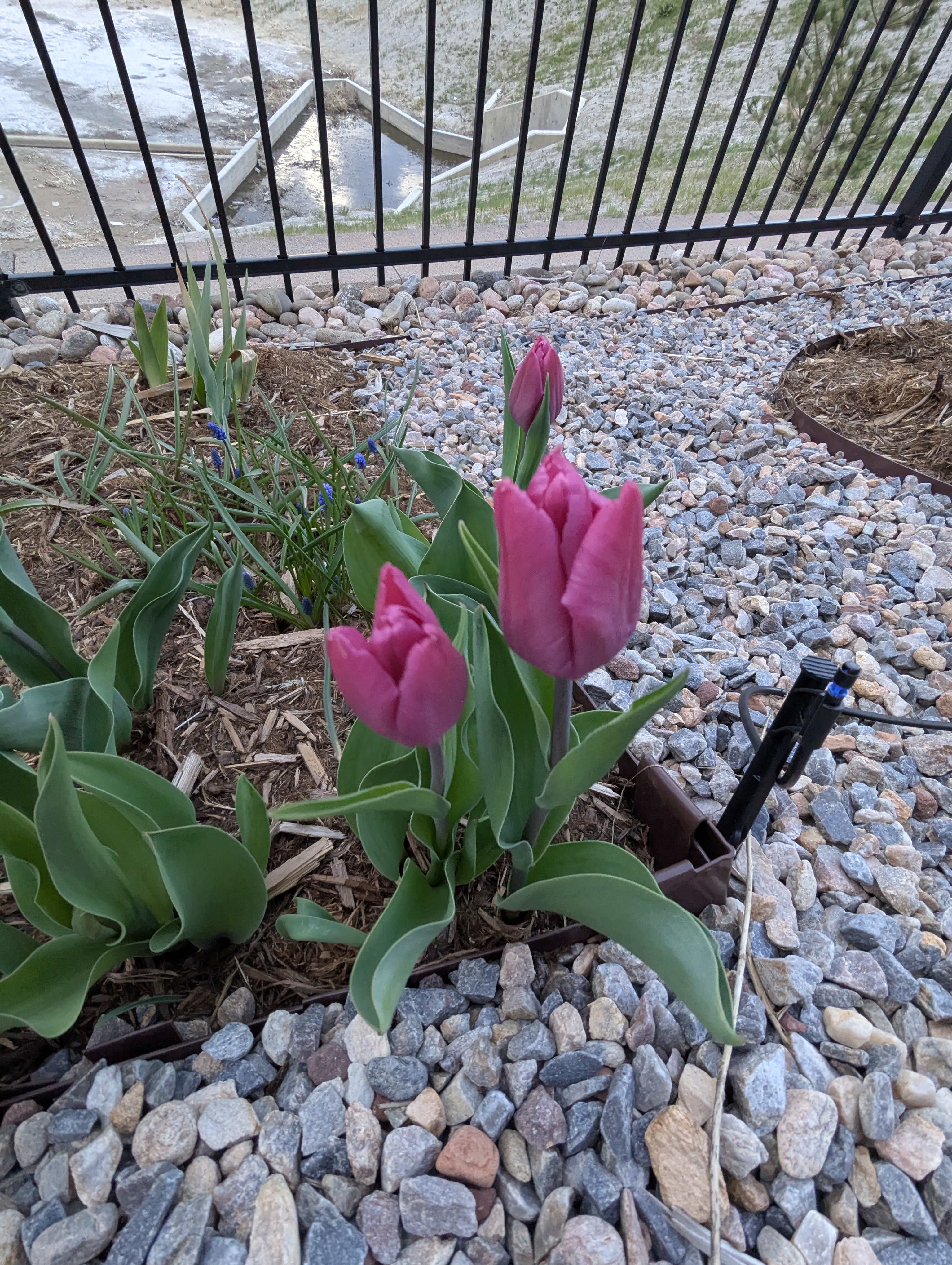 Garden, Flowers, Morrison, Colorado